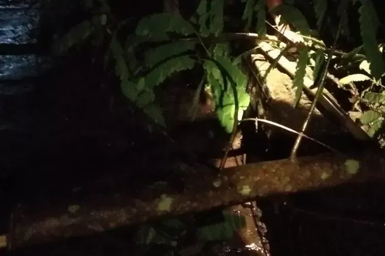 Diterjang hujan angin, pohon di klaten roboh timpa rumah dan