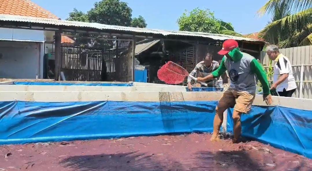 Manfaatkan lahan pekarangan, aiptu yustar khamidi sukses budidaya ikan lele.