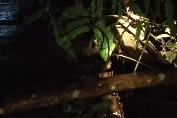 Diterjang hujan angin, pohon di klaten roboh timpa rumah dan