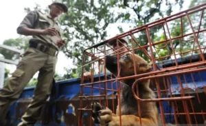 Polrestabes Semarang Gagalkan Pengiriman 226 Ekor Anjing ke Solo, Diduga untuk Dijagal