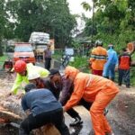 Tim Gabungan Mengevakuasi Pohon Tumbang Di Karanganyar