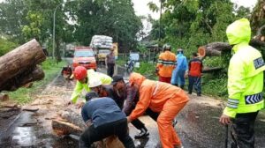 Hujan Disertai Angin Kencang, 31 Titik Lokasi Pohon Tumbang Terjadi di Karanganyar