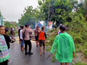 Tanggap Darurat di Sukolilo: Pohon Sengon Tumbang Diatasi Polisi Bersama Masyarakat