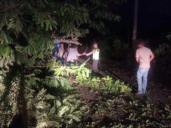 Evakuasi Pohon Tumbang di Jalan, Anggota Polsek Tulis Gotong-Royong Bersama Warga