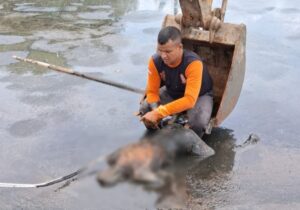 Pria Berbaju ‘Bawaslu’ Ditemukan Tewas di Kolam Tinja Semarang