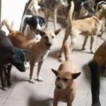 Ratusan Anjing Yang Akan Dikirim Ke Solo Raya Dalam Penampun Pt63