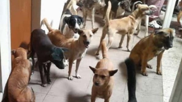 Ratusan Anjing Yang Akan Dikirim Ke Solo Raya Dalam Penampun Pt63