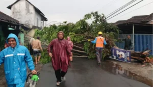 Hujan Angindi Sukoharjo, Sejumlah Rumah Rusak hingga Pohon Tumbang