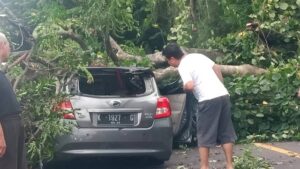 Pohon Tumbang Timpa Mobil di Tanah Putih Semarang, Sopir Sempat Terjepit