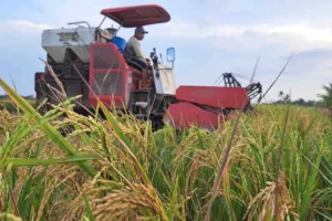 Melimpah, Harga Gabah di Kabupaten Demak Turun