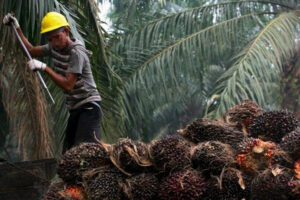 Pria di Lamandau di Ringkus Usai Curi 161 Janjang Sawit