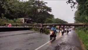 Mengakibatkan Macet, Pohon Jati Tumbang Menutup Jalan Pantura Batang