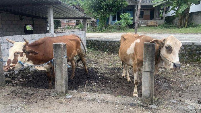 Penampakan Sapi Yang Sudah Divaksinasi Antraks