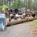 Pengguna Jalan Wajib Waspadai Pohon Tumbang Di Ruas Gripit Kalibening Banjarnegara 1024x484