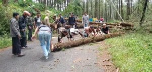 Pengguna Jalan Wajib Waspadai Pohon Tumbang di Jalan Gripit-Kalibening Banjarnegara