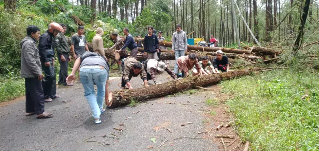 Pengguna Jalan Wajib Waspadai Pohon Tumbang Di Ruas Gripit Kalibening Banjarnegara 1024x484