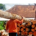 Petugas Gabungan Amankan Ratusan Kayu Mahoni Ilegal Di Banyuwangi