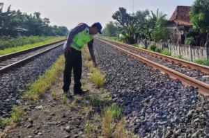 Pemotor Tewas Tertabrak Kereta Api Barang di Perlintasan Karangawen Demak