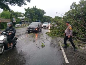 Cuaca Buruk Sebabkan Kecelakaan Lalu Lintas: Pohon Tumbang Hambat Arus Kendaraan di Pati