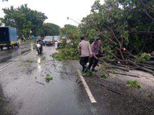 Kapolresta Pati Peringatkan Masyarakat: Waspada Hujan Deras, Pohon Tumbang Ancam Keselamatan