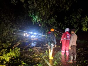 Pohon Tumbang di Jalan Pantura Pati, TNI Polri dan Para Relawan Gotongroyong Evakuasi