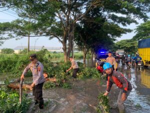 Evakuasi Cepat: Pohon Tumbang di Pati Menghalangi Arus Lalulintas, Petugas dan Warga Bertindak Sigap