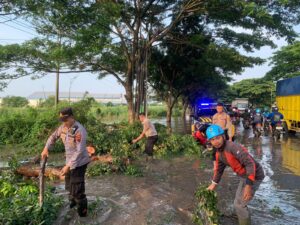 Cegah Kemacetan, Polisi Evakuasi Pohon Tumbang di Jalan Pantura Pati – Juwana