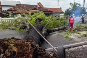 Pohon Trembesi Berdiameter Nyaris Satu Meter Tumbang Usai Diguyur Hujan Lebat