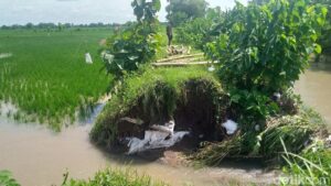 Akibat Longsor-Tanggul Sungai Jebol di Klaten, 68 Hektare Padi Terendam