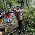 Jalur Kajen Paninggaran Pekalongan Banjarnegara Macet Akibat Pohon Tumbang