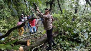 Akibat Pohon Tumbang, Jalan Provinsi Pekalongan – Banjarnegara Macet Total