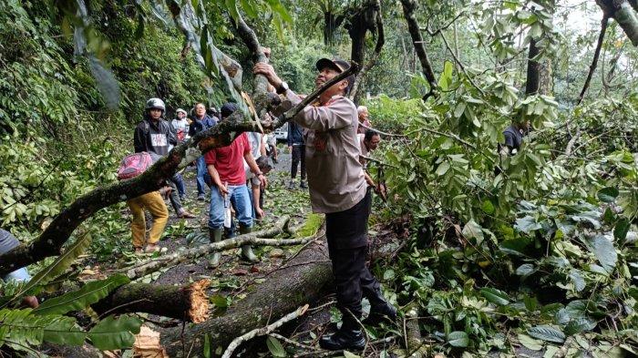 Jalur Kajen Paninggaran Pekalongan Banjarnegara Macet Akibat Pohon Tumbang