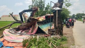 Pohon Trembesi Tumbang Menimpa Warung di Wonosari Klaten