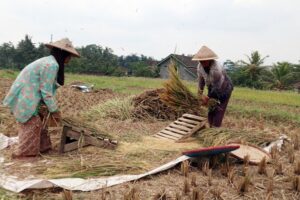 Musim Panen Tiba, Harga Beras Mulai Turun