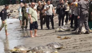 Belasan Penyu Selundupan di Jembrana dilepaskan ke Laut