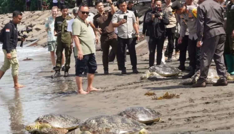 Belasan Penyu Selundupan Di Jembrana Bali Dilepas Ke Laut