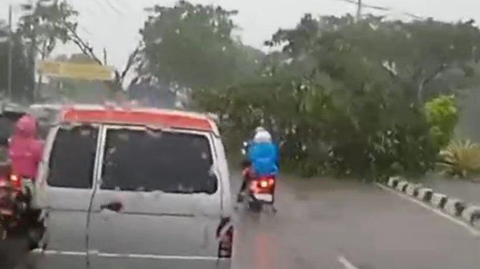 Hujan Deras, Pohon Tumbang Di Pudak Payung Semarang, Lalulintas Sempat