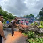 Pohon Mahoni Berukuran Jumbo Tumbang: Tutup Jalan Dan Timpa Rumah