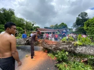 Pohon Mahoni Berukuran Jumbo Tumbang: Tutup Jalan dan Timpa Rumah Warga Bangorejo Banyuwangi