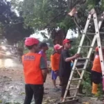 Pohon Tumbang Di Sukoharjo, Wilayah Mojolaban Paling Parah