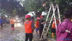 Wilayah Mojolaban Paling Parah Alami Pohon Tumbang di Sukoharjo