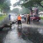 Polisi Di Pati Sigap Evakuasi Pohon Tumbang Yang Halangi Jalur