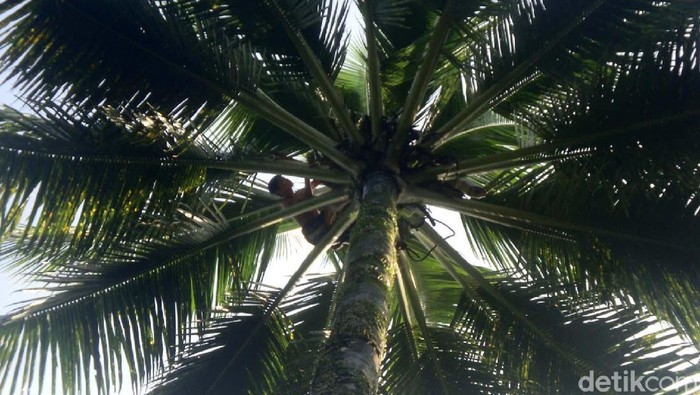 Terjatuh Dari Pohon Kelapa 15 Meter, Penderes Nira Di Purbalingga