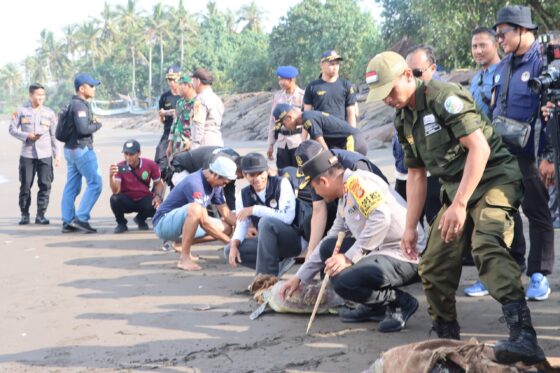 Sebanyak 14 Ekor Penyu Hijau Dilepasliarkan Polres Jembrana