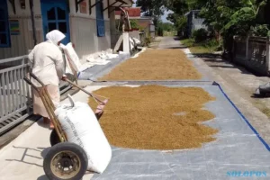 Harga Gabah di Weru Sukoharjo Anjlok di Bawah HPP Gegara Terendam Banjir