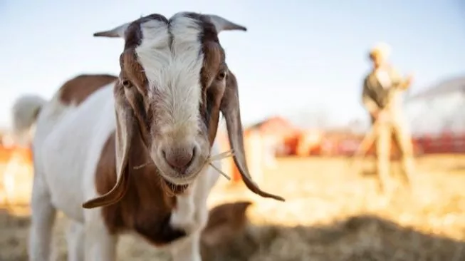 Kambing Di Banyuwangi Mati Misterius Dengan Bola Mata Dan Kaki