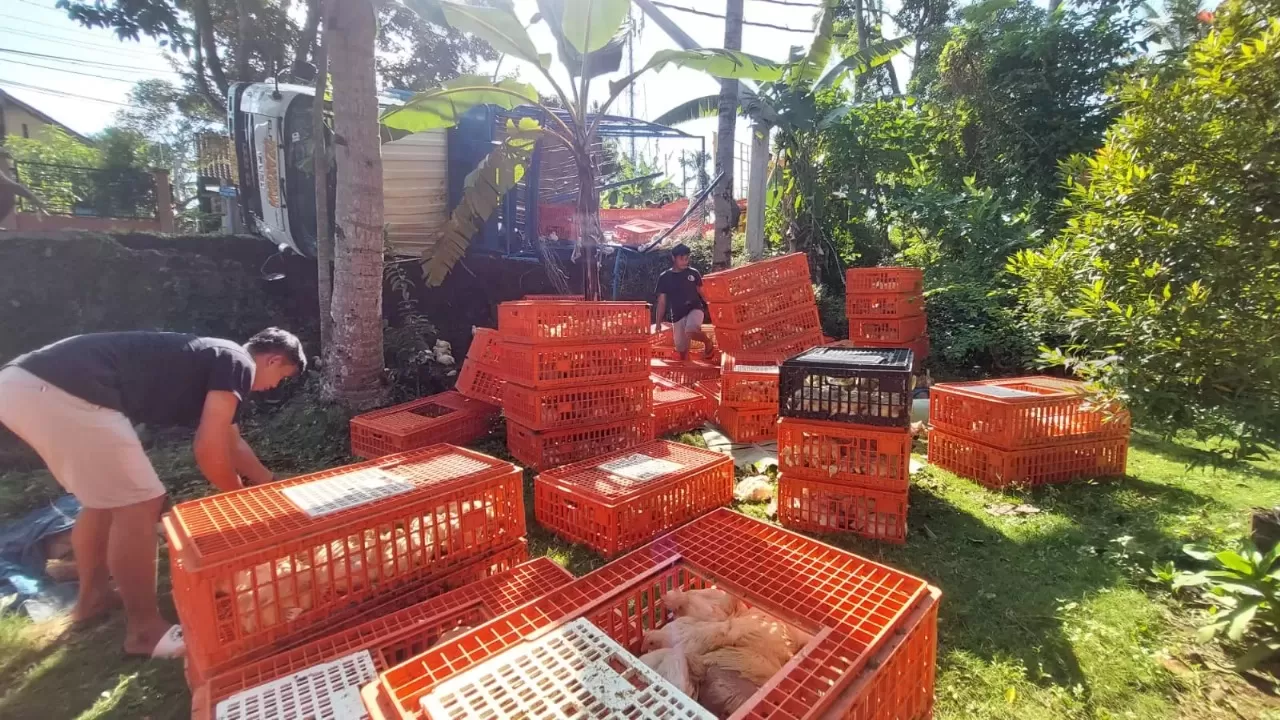 Kecelakaan Di Boyolali, Truk Angkut 2.000 Ekor Ayam Potong Tabrak