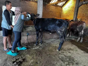 Jelang Idul Adha, Gencar Cek Kesehatan Hewan Kurban di Sukoharjo