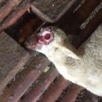 Misteri Kematian 2 Kambing Di Banyuwangi,mata Tercongkel Dan Kaki Buntung