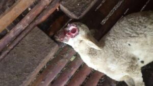 2 Kambing di Banyuwangi Mati Misterius, Mata Tercongkel dan Kaki Buntung